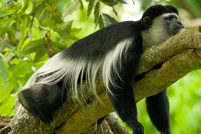 1 Day Arusha National Park - Tour Inclusions