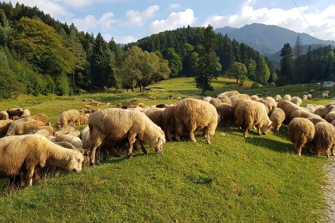 1-Day Bucovina Painted Monasteries Tour From Suceava - Booking Information