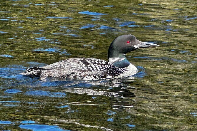 1 Day Canoeing Tour in Algonquin Park - Additional Insights from Reviews