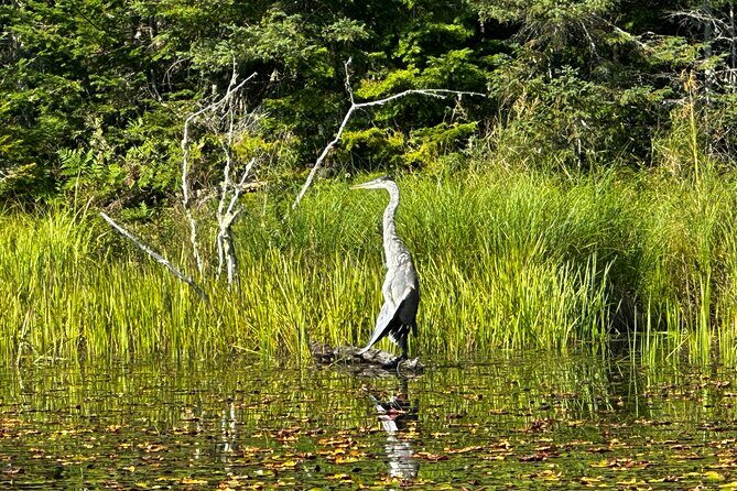 1 Day Canoeing Tour in Algonquin Park - Who Should Book This Tour?