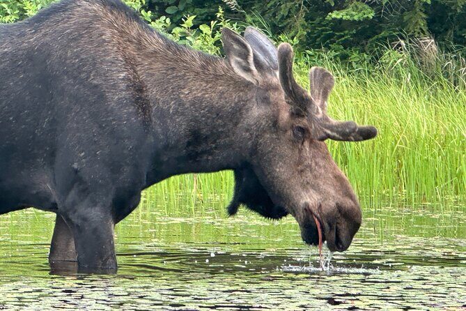 1 Day Canoeing Tour in Algonquin Park - FAQ