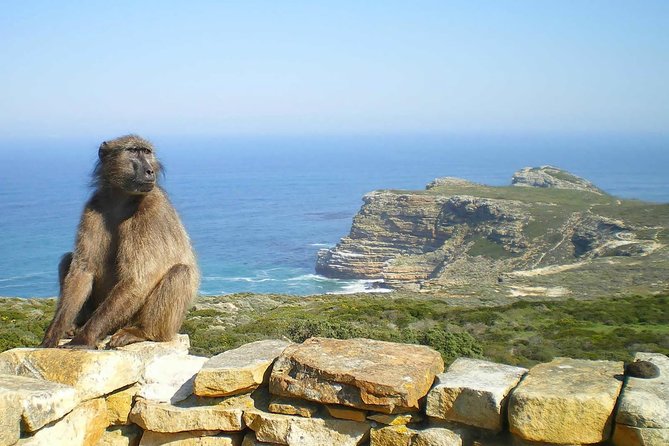 1 Day Cape Peninsula and Boulders Tour With Private Transfers - Private Tour of Cape Peninsula