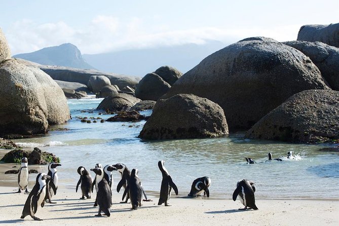 1 Day Cape Peninsula and Boulders Tour With Private Transfers - Optional Stops at Hout Bay or Duiker Island
