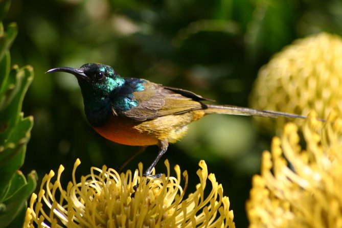1 Day Cape Peninsula and Boulders Tour With Private Transfers - Common Questions