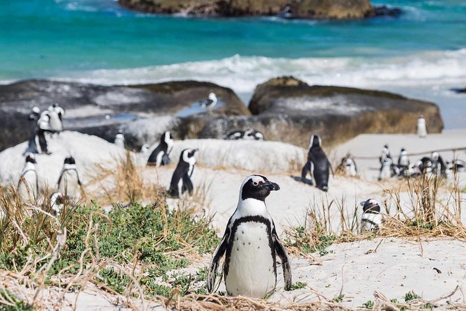 1 Day Cape Point and Constantia Wine Tour With Private Transfers - Exploring the Cape of Good Hope Reserve