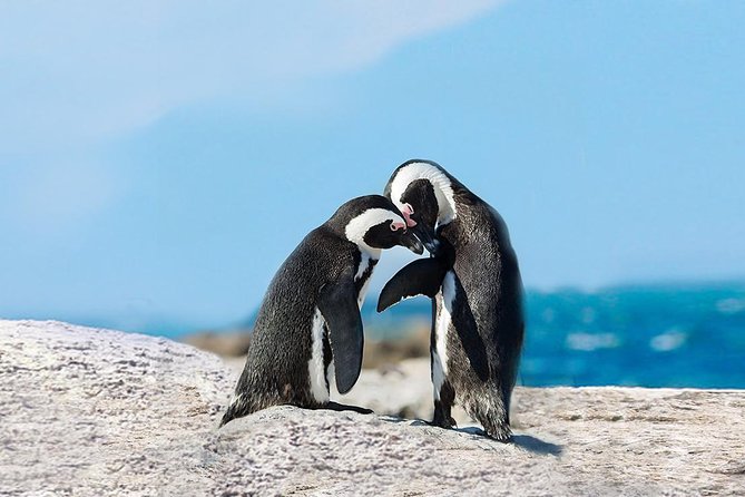 1 Day Cape Point Explore With Boulders Penguins Small Group Tour - Pickup and Drop-off