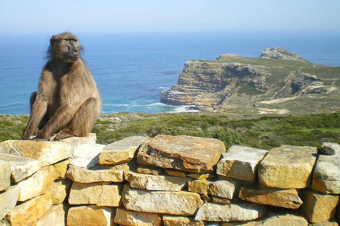 1 Day Cape Point Explore With Boulders Penguins Small Group Tour - Additional Information