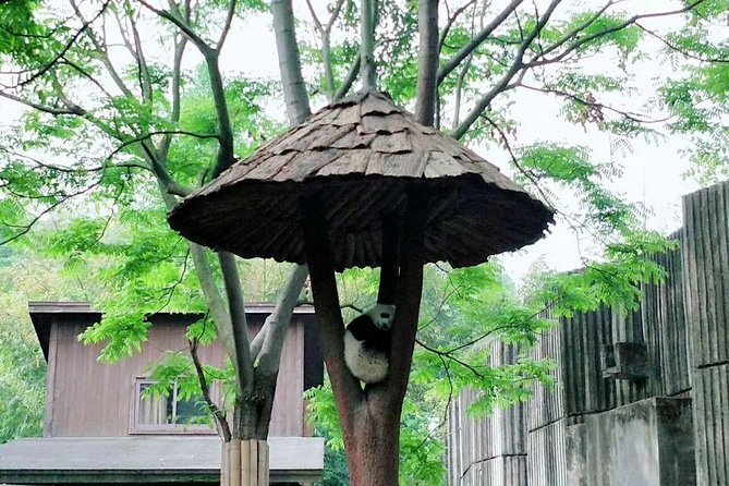 1-Day Chengdu Layover Tour: Panda Base, City Central With Round Airport Transfer - Good To Know