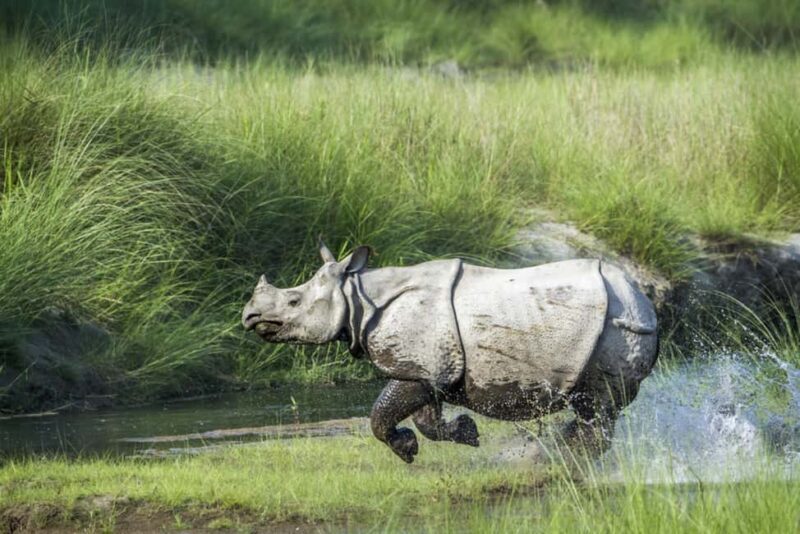 1 Day Chitwan: Jungle Safari, Canoe Ride, Tharu Dance Show - Who Should Consider This Tour?
