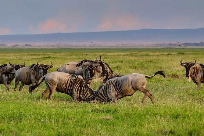 1 Day Classic Amboseli Safari - Cancellation Policy