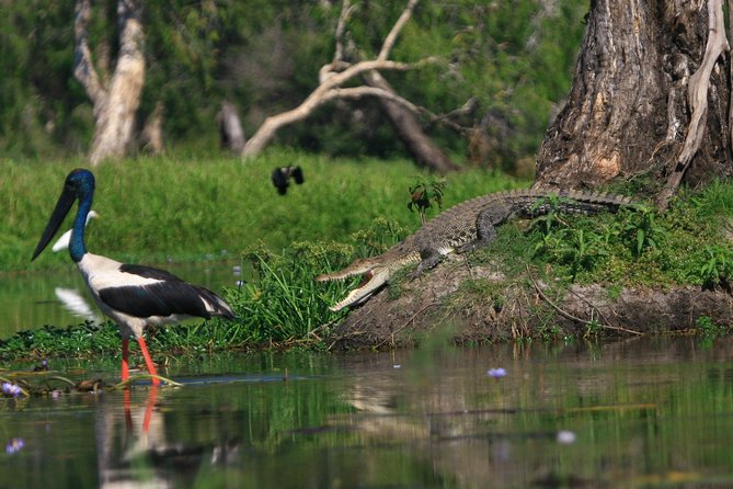 1 Day Corroboree Billabong Wetland Experience Including 2.5 Hour Cruise Lunch - Overview and Itinerary