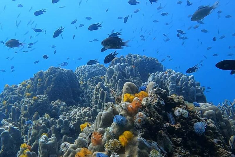 1-Day Discover Scuba Diving for Beginners in Koh Tao - Good To Know