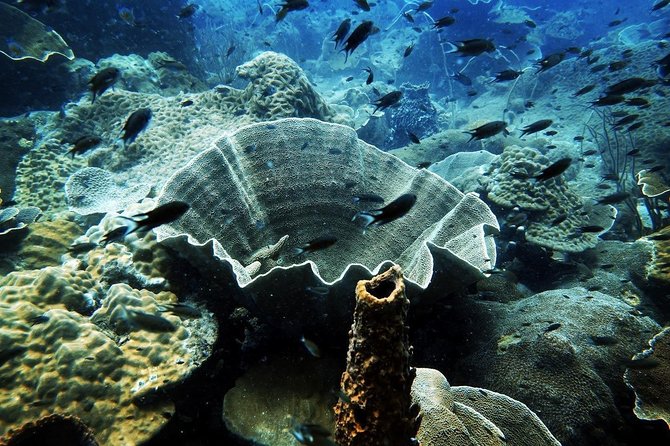 1-Day Discover Scuba Diving (No Pool Session / 2 Dives) in Koh Chang - Accessibility Information