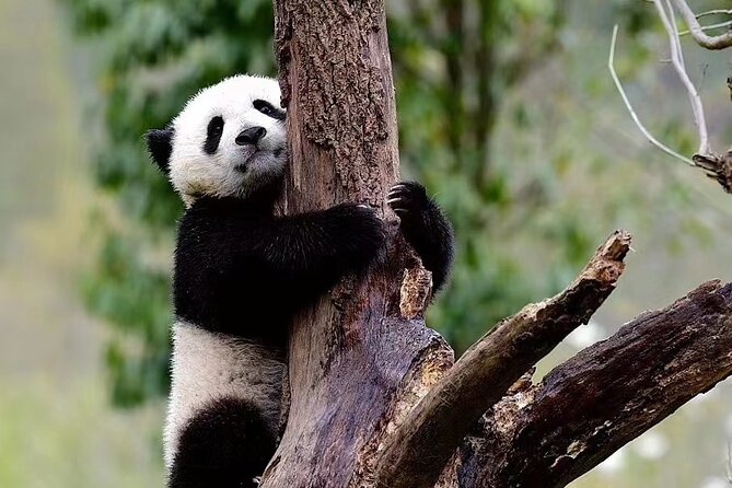 1-Day Dujiangyan Panda Base Volunteer Program Tour From Chengdu - Tour Highlights