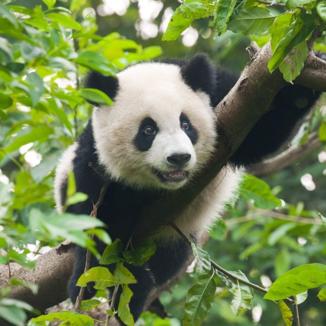 1-day Dujiangyan Panda Volunteer Tour - Good To Know