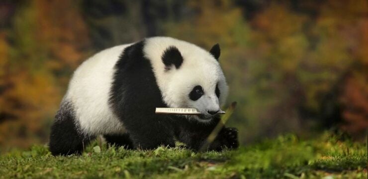 1-day Dujiangyan Panda Volunteer Tour - Itinerary