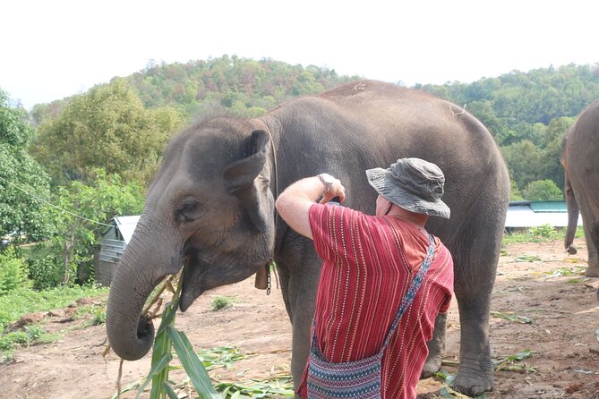 1 Day Eco Elephant Excursion - Contact and Pricing Information