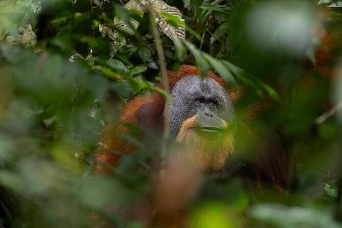 1 Day Ethical Jungle Trek in Bukit Lawang at Sumatra - Exploring the 1-Day Ethical Jungle Trek in Bukit Lawang: An Honest Review