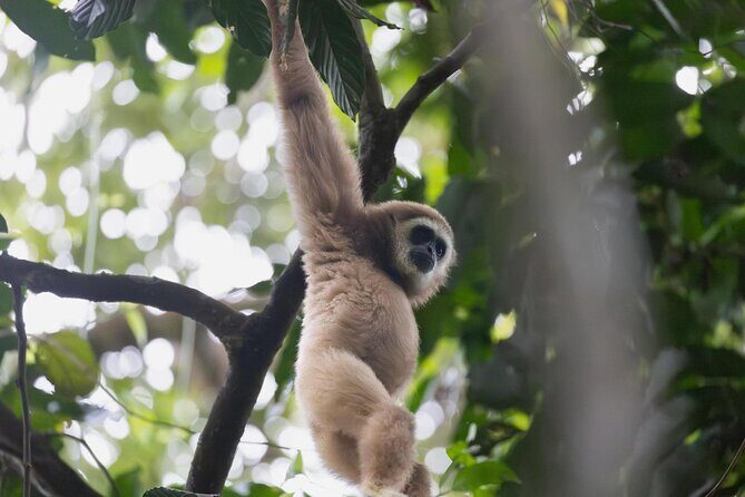 1 Day Ethical Jungle Trek in Bukit Lawang at Sumatra - Good To Know