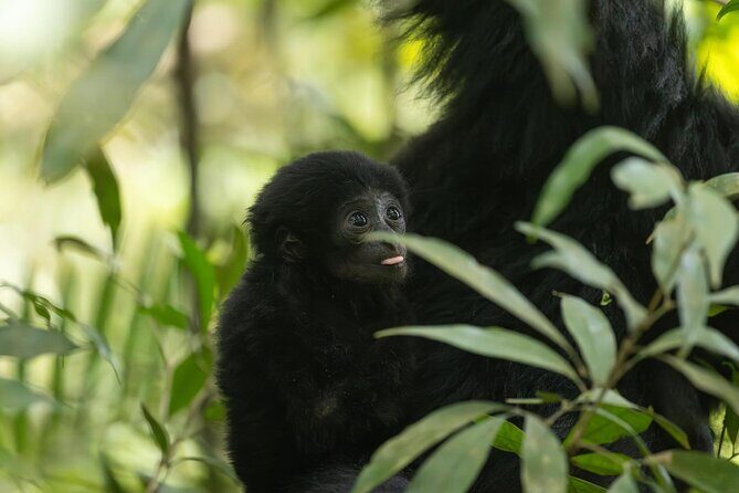 1 Day Ethical Jungle Trek in Bukit Lawang at Sumatra - Who Will Love This Tour?