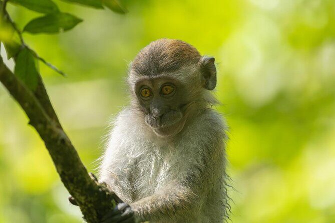 1 Day Ethical Jungle Trek in Bukit Lawang at Sumatra - The Bottom Line: Is It Worth It?