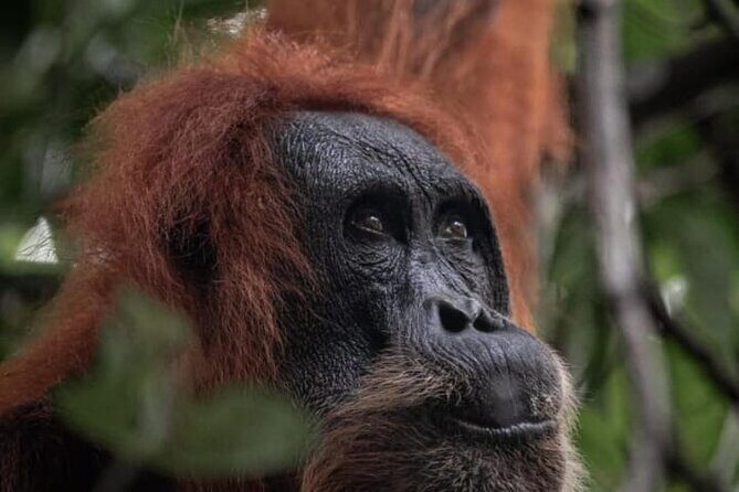 1 Day Ethical Jungle Trekking - An Honest Look at the 1 Day Ethical Jungle Trekking