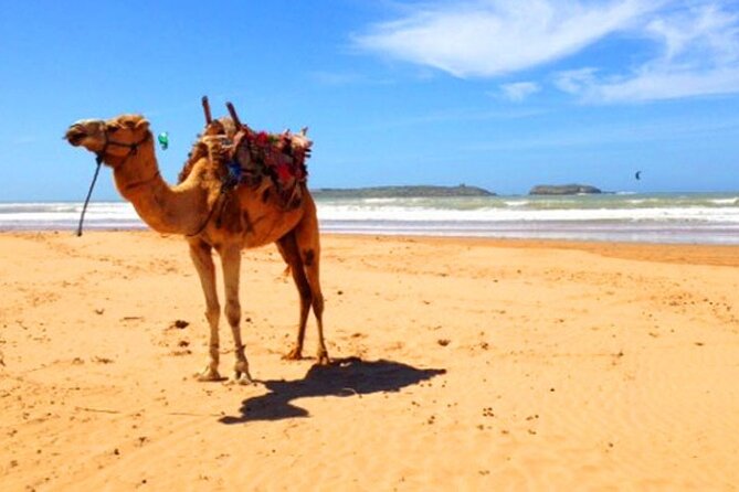 1 Day Excursion to ESSAOUIRA City for Min 2 Pers - Private - Pricing and Booking Information