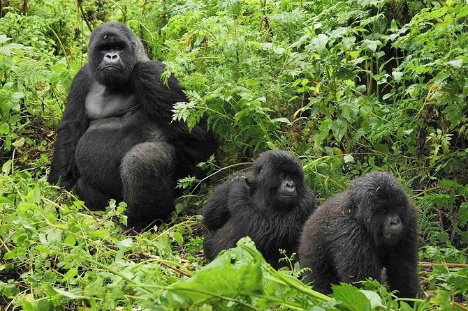 1-Day Gorilla Tracking at Volcanoes From Kigali - Meeting Point Details