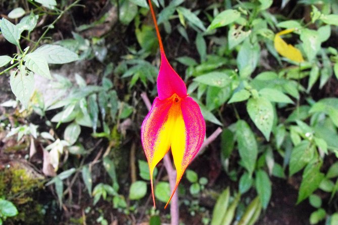 1 Day Hike on the Inca Trail 1 Day in Machupicchu: Private 2 Days Tour - Hiking Along the Inca Trail