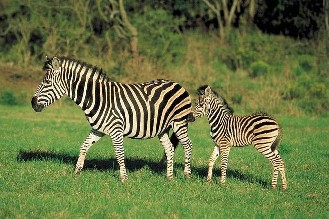 1 Day Hiking Mt Longonot With Optional Boat Ride From Nairobi - Operator Details