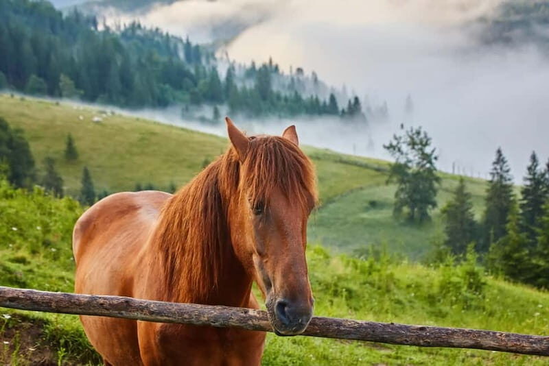 1 Day Horse Riding Adventure in Borjomi Mountains - The Itinerary Breakdown