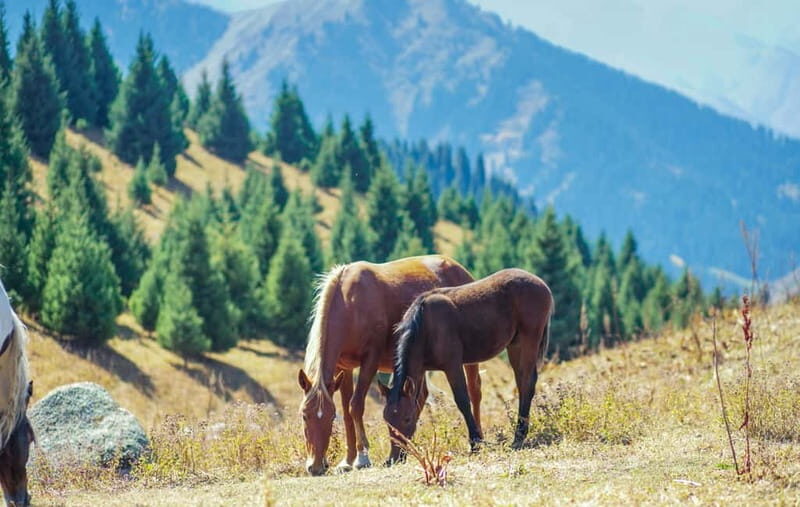 1 Day Horse Riding Adventure in Borjomi Mountains - What to Expect from the Experience