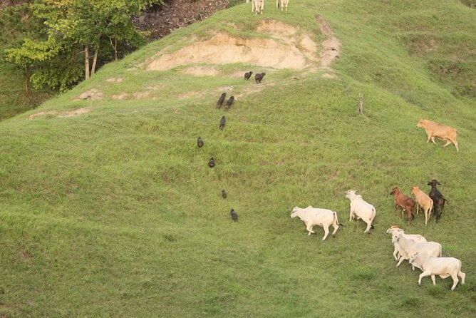 1 Day Horseback Riding at a Real Ranch From Medellin - Pricing and Availability