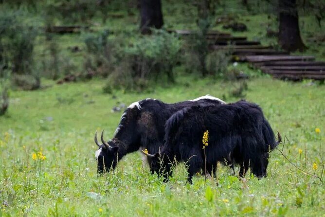 1-Day Jade Dragon Snow Mountain & Dongba Culture Experience - Who Will Love This Tour?