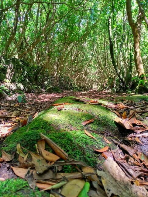 1-day jeep tour on the island of Pico - Azores - Final Thoughts