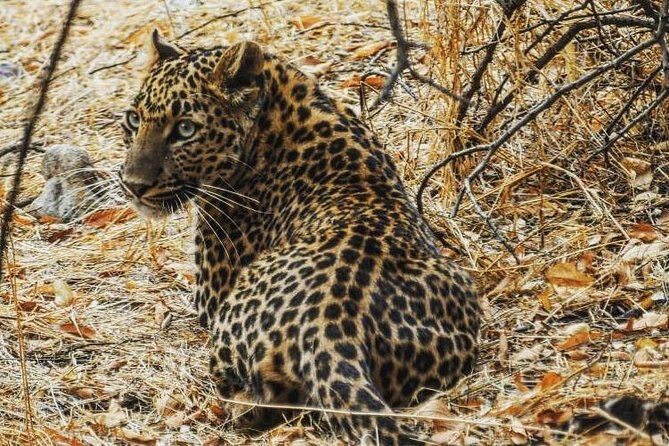 1 Day: Jhalana Leopard Safari+Abhaneri Step Well Tour From Jaipur - Good To Know