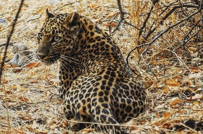 1 Day: Jhalana Leopard Safari+Abhaneri Step Well Tour From Jaipur - Who Should Consider This Tour?