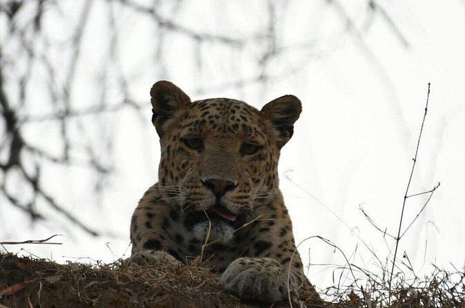 1 Day: Jhalana Leopard Safari+Abhaneri Step Well Tour From Jaipur - The Sum Up