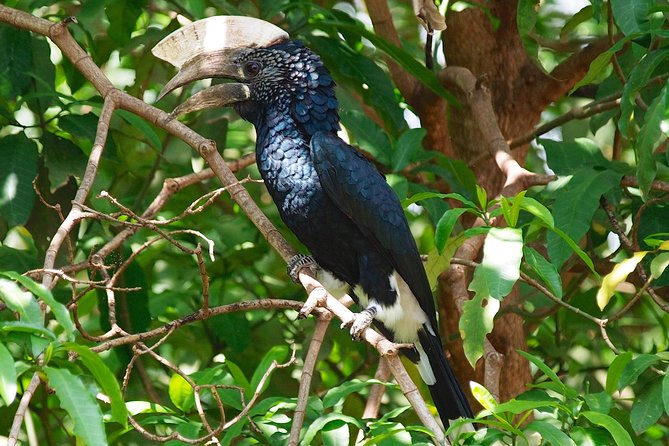 1 Day Joined Group Safari in Ngorongoro Crater National Park - Highlights