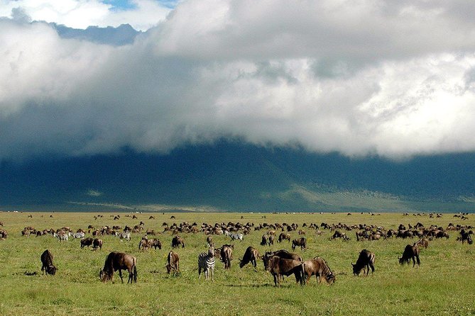 1 Day Joined Group Safari in Ngorongoro Crater National Park - Accessibility