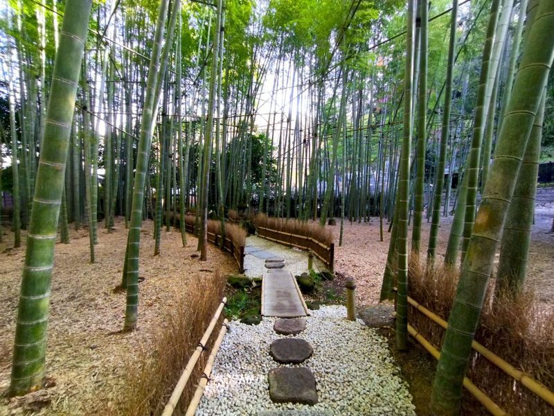 1-Day Kamakura and Enoshima Tour: Shrines, Seaside, Temples and Tea - Kamakura-gu: shrine history and koi feeding