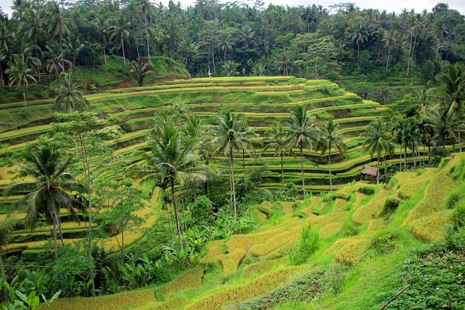 1 Day Kintamani & Ubud Private Tour 8 Hours / Tegallalang Rice Terrace, Tirta Empul Temple and Other - Highlights of the Day