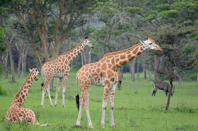 1 Day Lake Mburo National Park Short Safari From Kampala - Tour Overview