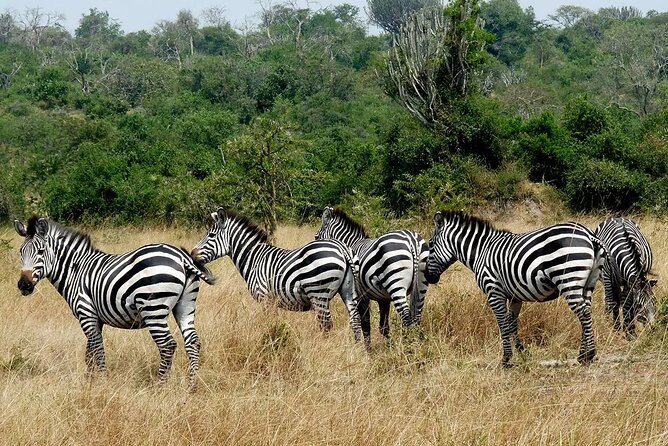 1 Day Lake Mburo National Park Short Safari From Kampala - Guided Nature Walk
