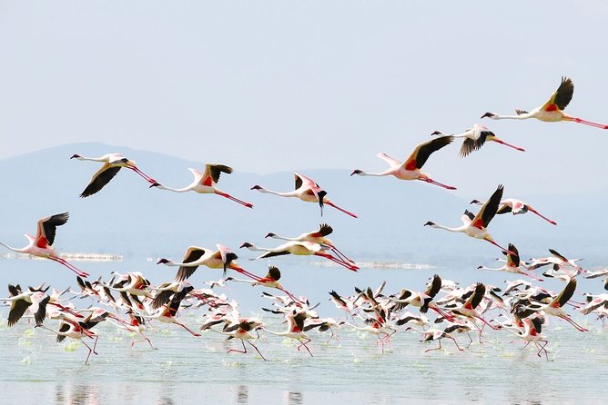 1-Day Lake Nakuru Tour - Meeting and Pickup