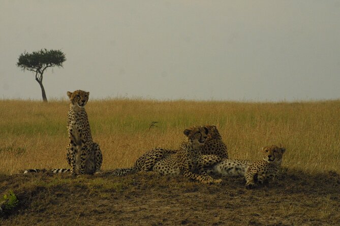 1-Day Maasai Mara Road Package - Meeting and Pickup