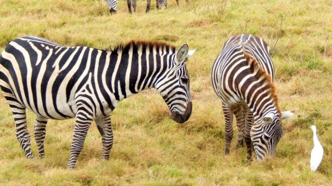 1-Day Masai Mara National Reserve Road Trip - Important Information