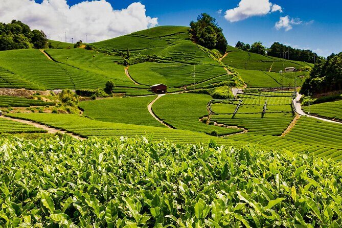 1 Day Matcha Farm Tour with Lunch and Bicycle Rental in Kyoto - Exploring Kyoto’s Matcha Heritage: An In-Depth Review
