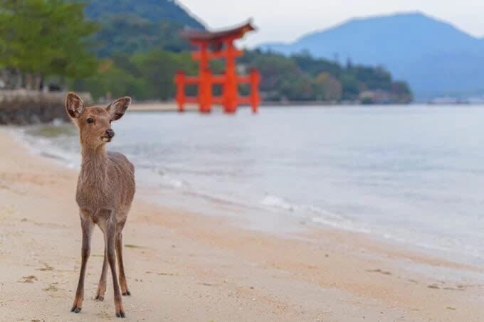 1-Day Miyajima & Iwakuni Tour: Exploring Iconic Japanese Landscapes - Omotesando: lunch and a little time to choose