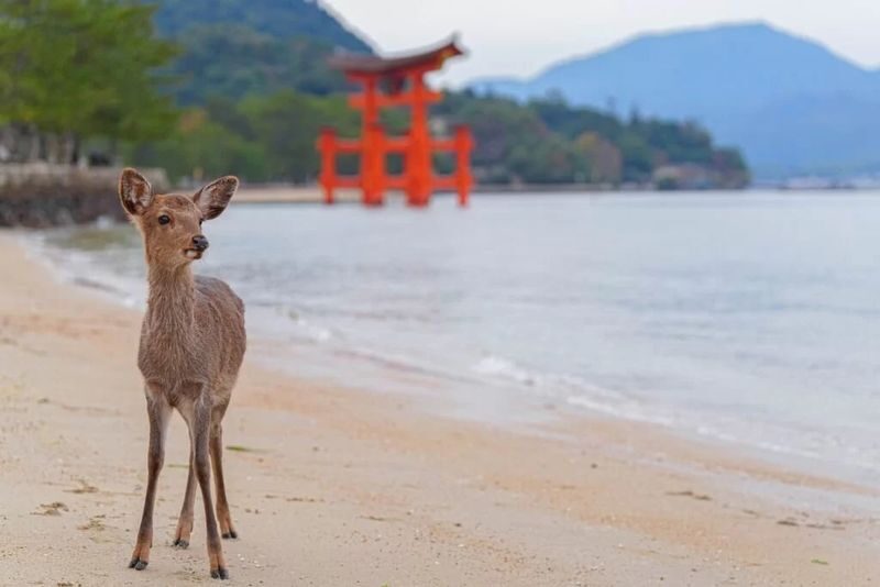 1-Day Miyajima Tour: One of Japans Most Scenic Spots - A full day from Hiroshima to Miyajima